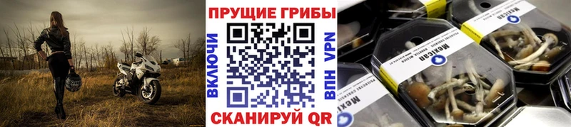 Галлюциногенные грибы Cubensis Городище